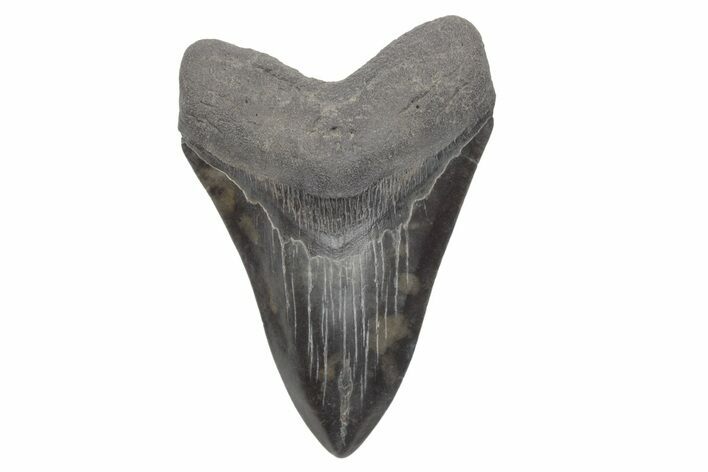 Huge, Fossil Megalodon Tooth - South Carolina #221792